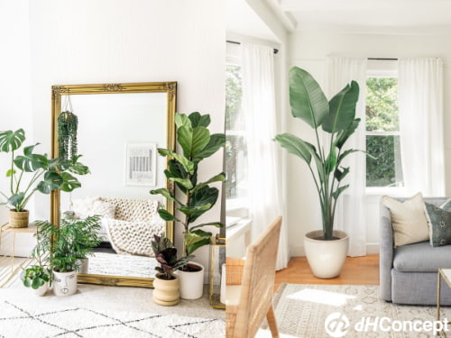 推薦4種適合室內大空間的綠植