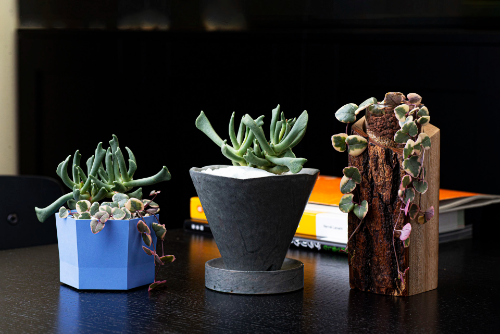 2 種多肉植物給你生活中增添滿滿正能量！