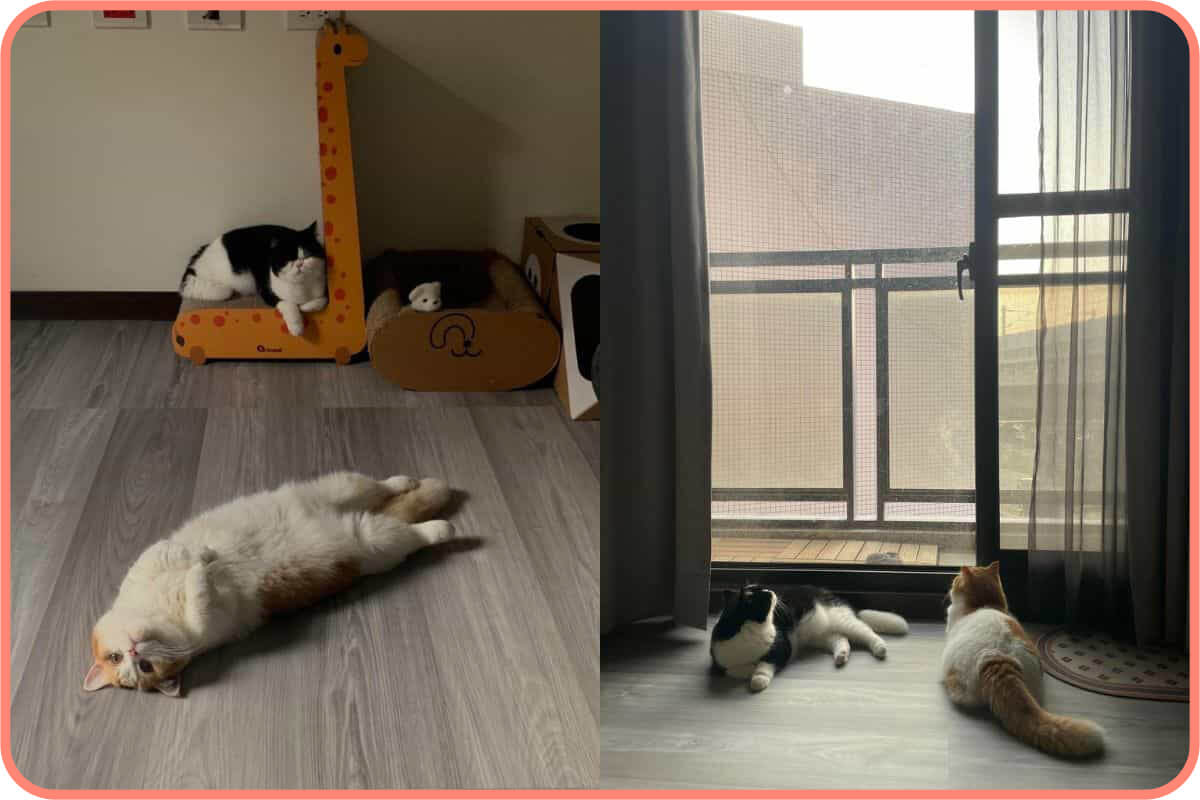 歐巴地板除了改變冰冷的居家風格，也很適合毛小孩！